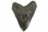 Fossil Megalodon Tooth - Massive Tooth #119640-1